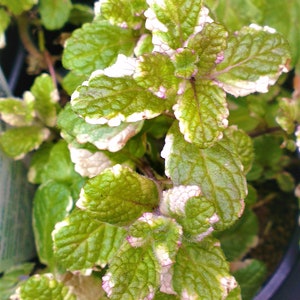 May include: Close-up of a variegated mint plant. The green leaves are edged with white, and have a textured surface. The plant is in a dark pot, with other green plants visible in the background.