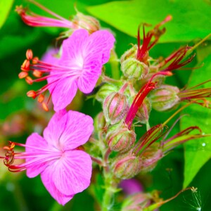 May include: A close-up shot of bright pink flowers with detailed petals and visible stamens. The flowers are set against a backdrop of green leaves, creating a vivid contrast. The image highlights the intricate details of the blooms.