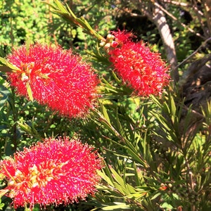 May include: A close-up of bright red bottlebrush flowers in bloom. The flowers have a distinctive brush-like shape, with many stamens. Green leaves and stems are also visible, set against a blurred green backdrop.