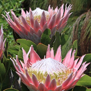 South Africa S National Flower Unique African Artwork Beaded King Protea Flower Red Green White Beads On Wire Artificial Flowers Decor Home Living Floral Arrangements