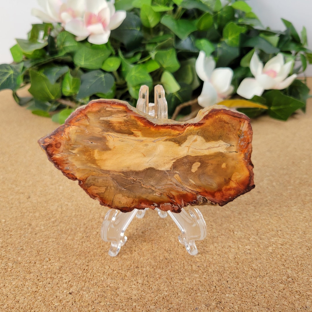 Petrified Wood Slice / Petrified Wood Slab / High Grade Natural