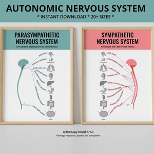 Autonomic Sympathetic Parasympathetic Nervous System Fight or Flight Human Brain Anatomy Trauma Anxiety PTSD Therapy Office Decor CBT DBT