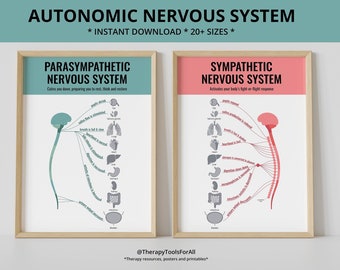 Autonomic Sympathetic Parasympathetic Nervous System Fight or Flight Human Brain Anatomy Trauma Anxiety PTSD Therapy Office Decor CBT DBT