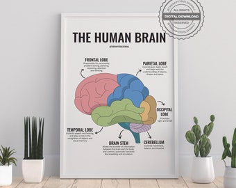 The Human Brain DIGITAL Mental Health Office Print Therapy Decor Art Therapist Psychologist Guidance Counselor Corner Brain Anatomy Trauma