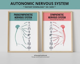 Sistema nervoso autonomo simpatico parasimpatico lotta o fuga cervello umano anatomia trauma ansia PTSD terapia arredamento ufficio terapia cognitivo-comportamentale terapia cognitivo-comportamentale