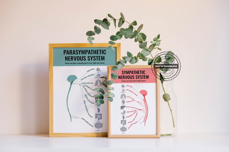 Two framed posters of the autonomic nervous system. The parasympathetic nervous system in teal colour and the sympathetic nervous system in red, depicting how it activates the body's fight-or-flight response