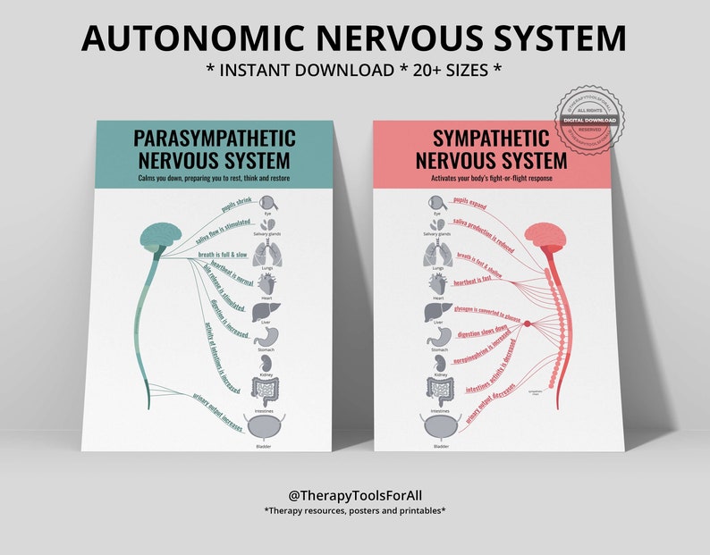 Two framed posters of the autonomic nervous system. The parasympathetic nervous system in teal colour and the sympathetic nervous system in red, depicting how it activates the body's fight-or-flight response