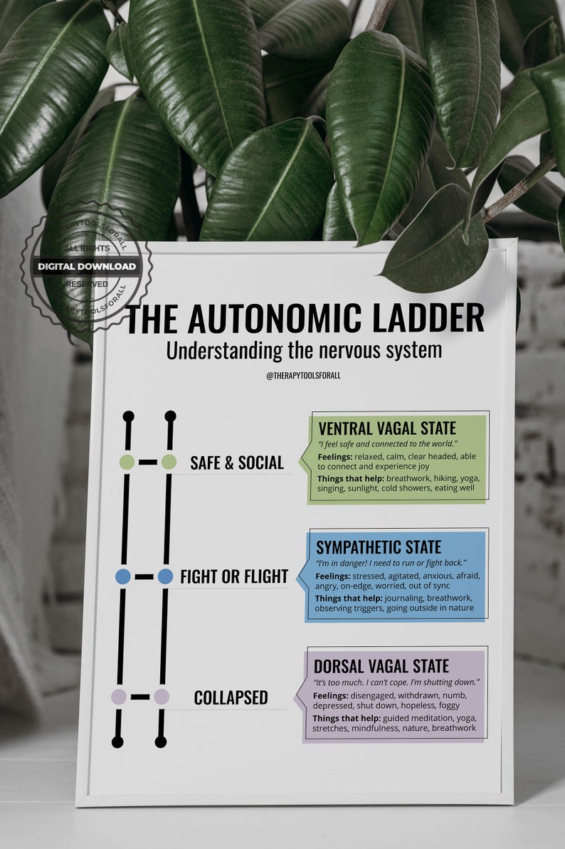May include: A white poster with a black ladder illustration and text explaining the autonomic nervous system. The poster is divided into four sections: safe & social, fight or flight, collapsed, and dorsal vagal state. Each section includes a description of the state, feelings associated with the state, and things that help.
