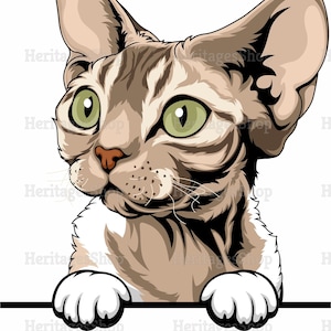 May include: A close-up of a brown and white Devon Rex cat with green eyes. The cat is looking at the camera and has its paws resting on a surface.