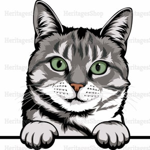 American shorthair - Portrait de Chat - Illustration Chat - A télécharger .svg .png .jpg ***Utilisation commerciale autorisée***