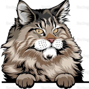 Maine Coon Katzenrasse Illustration - Peeking line - PeekABoo - .svg .png .jpg kommerzielle Lizenz INKLUSIVE