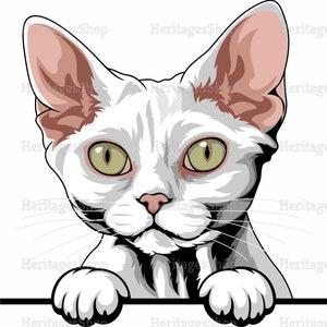 May include: A white Cornish Rex cat with large, green eyes peeks over a surface with its paws resting on the edge. The cat has pink ears and a short, curly coat.