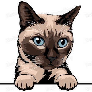 Siamois marron - Portrait de Chat - Illustration Chat - A télécharger .svg .png .jpg ***Utilisation commerciale autorisée***