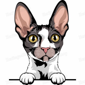 Illustration av kattrasen Cornish Rex - Tittarlinje - PeekABoo - .svg .png .jpg ***Kommersiell licens INGÅR***