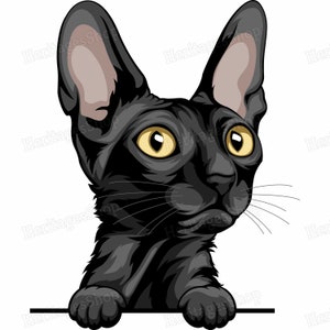 Cornish Rex - Portrait de Chat - Illustration Chat - A télécharger .svg .png .jpg ***Utilisation commerciale autorisée***
