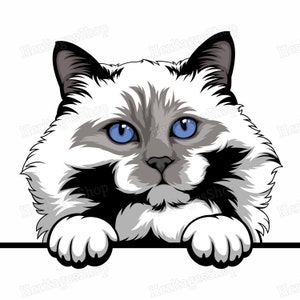 Sacre de Birmanie - Portrait de Chat - Illustration Chat - A télécharger .svg .png .jpg ***Utilisation commerciale autorisée***