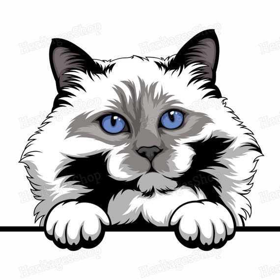Birman Cat Breed Illustration Peeking Line Peekaboo .svg .png .jpg