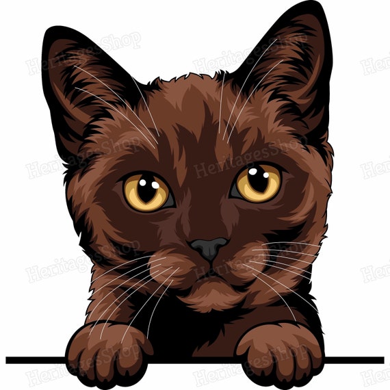 Burmese Cat Breed Illustration Peeking Line Peekaboo