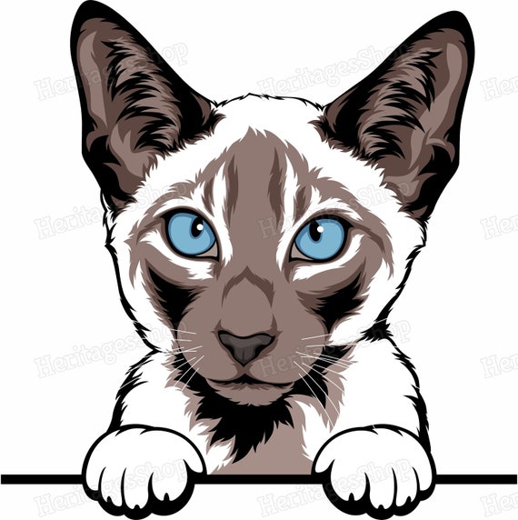 Siamese Cat Breed Illustration Peeking Line Peekaboo
