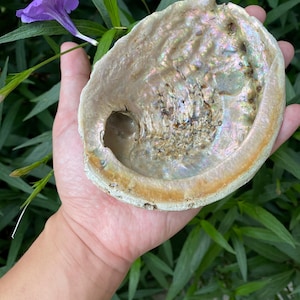 Natural washed brown abalone shell: Holy wood block and sage container