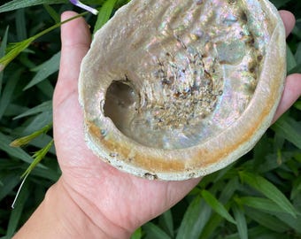 Natural Abalone Shell Smudge Sticks Palo Santo Blocks Loose Blends Crystal Container