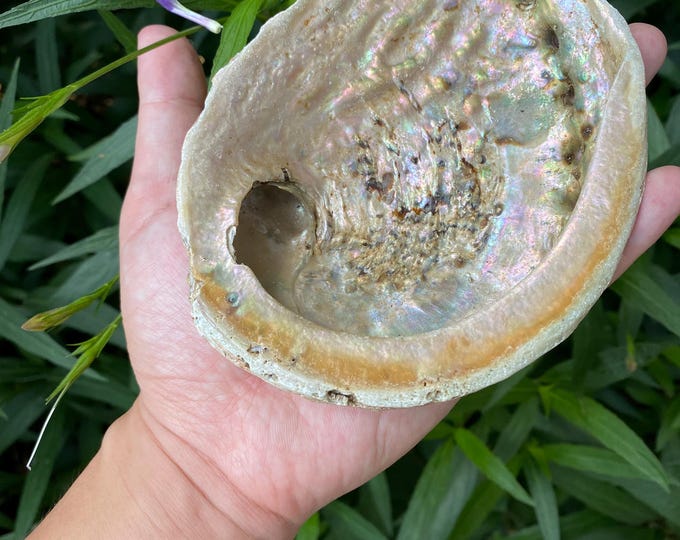 Natural Abalone Shell Smudge Sticks Palo Santo Blocks Loose Blends Crystal Container