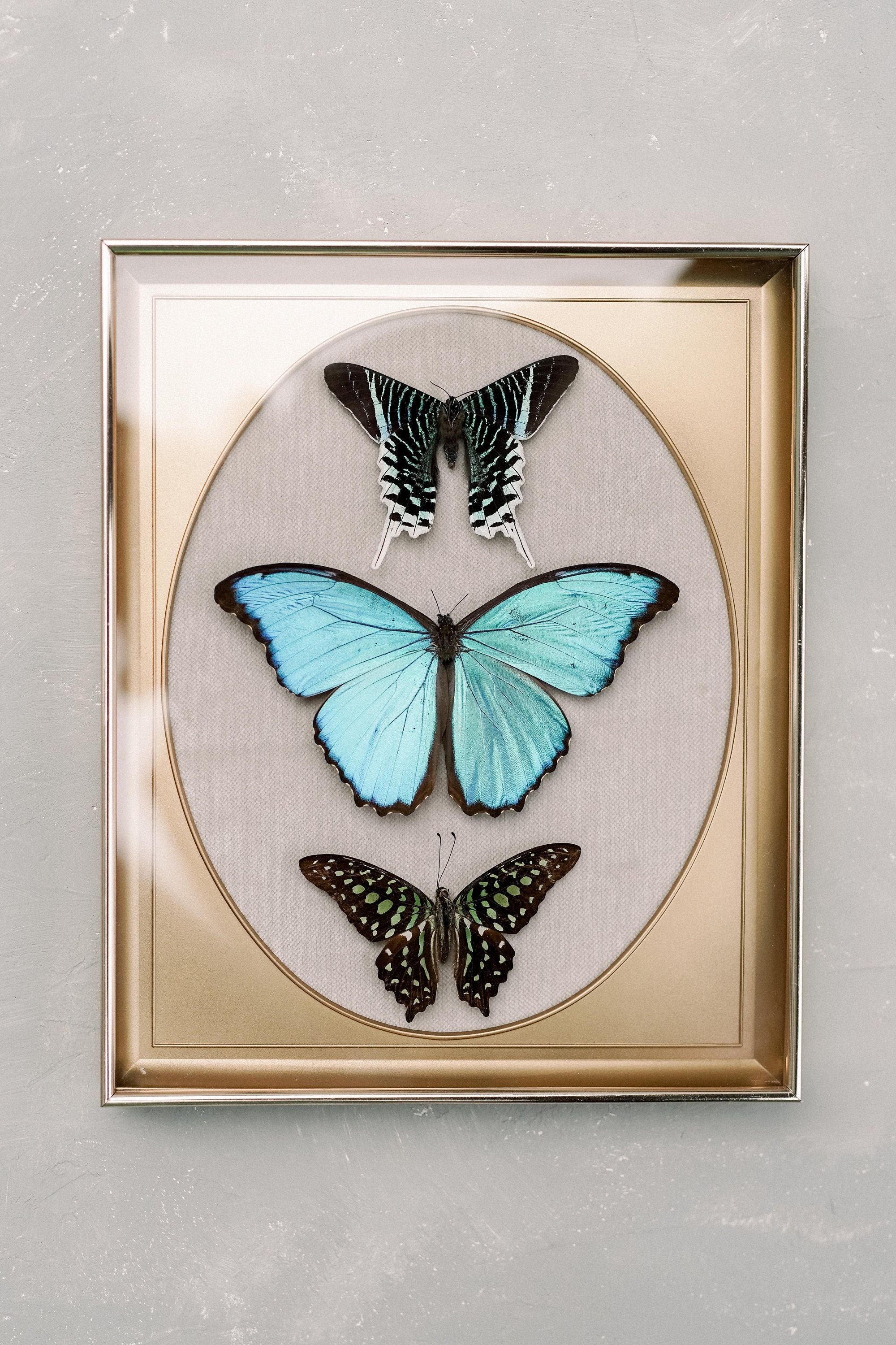 Real Mounted Butterflies on Velvet in Vintage Shadow Frame Etsy