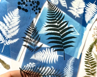 Sun print paper, cyanotype fern template