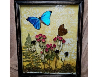 Framed Blue Morpho Butterflies