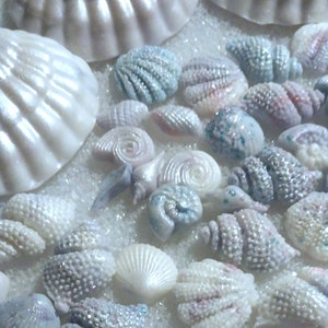 Assorted Edible Pastel Pearlescent Sea Shells