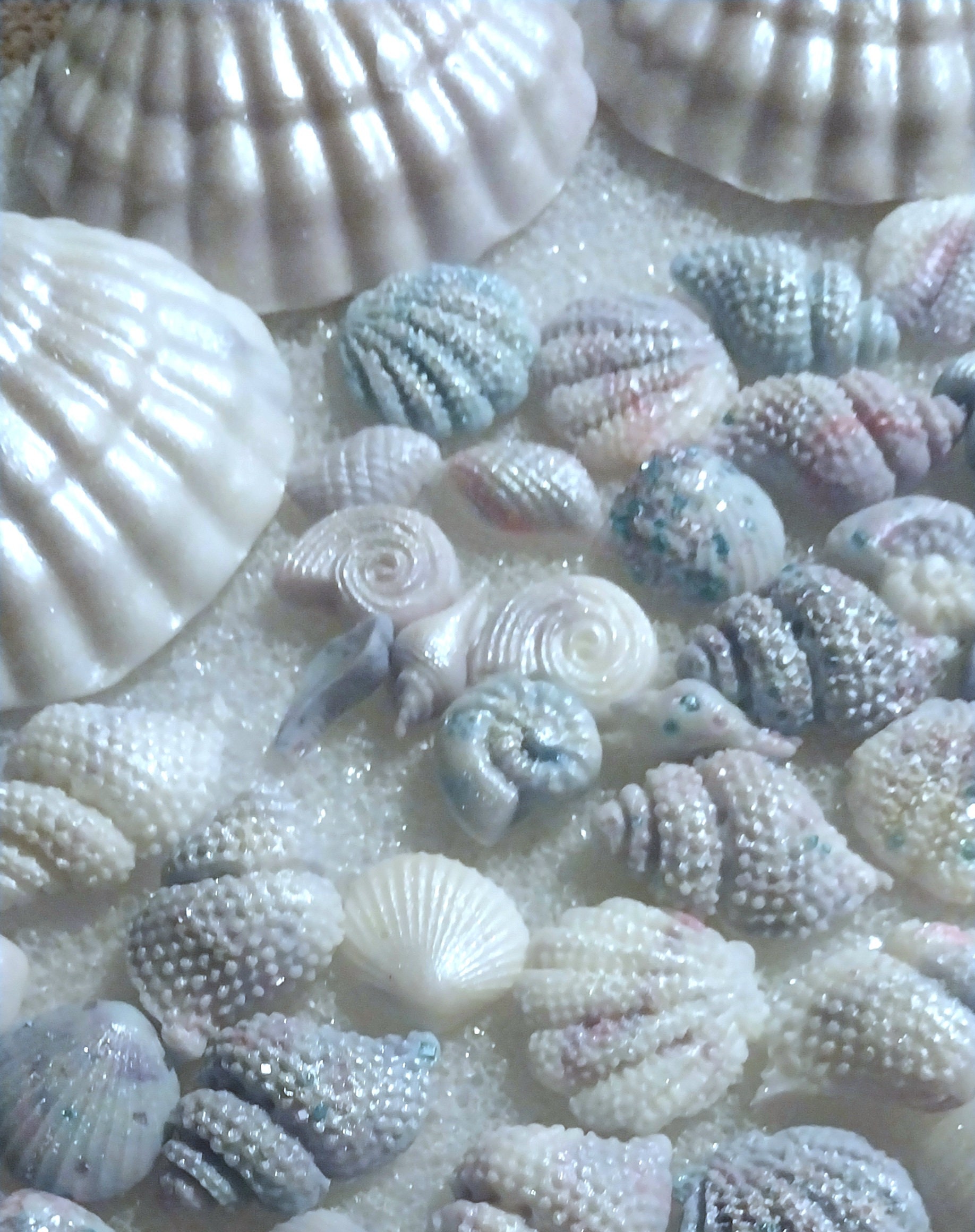 Pearly Shell Food Assorted Edible Pastel Pearlescent Sea Shells - Etsy