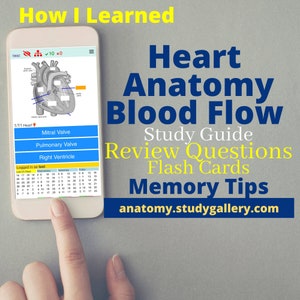 Heart Blood Flow, Anatomy, Step by Step, Flashcards, Review Questions, Notes