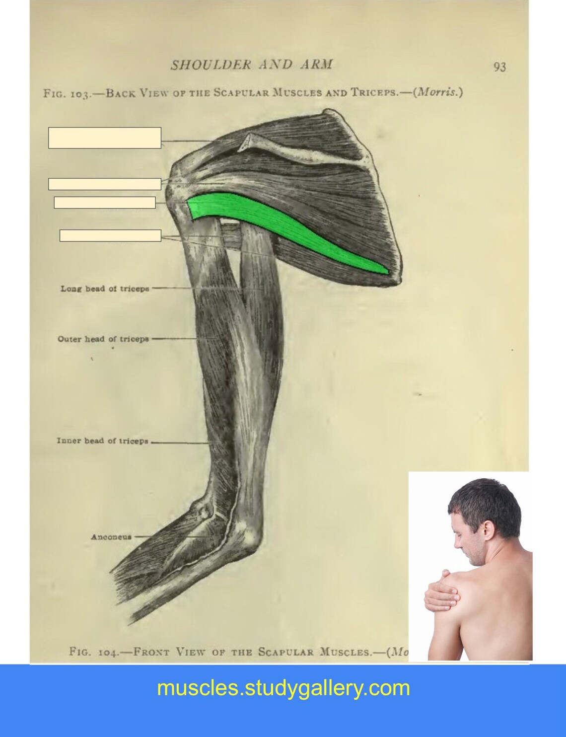 Shoulder Muscles Flashcards Tips to Learn Each Muscle - Etsy
