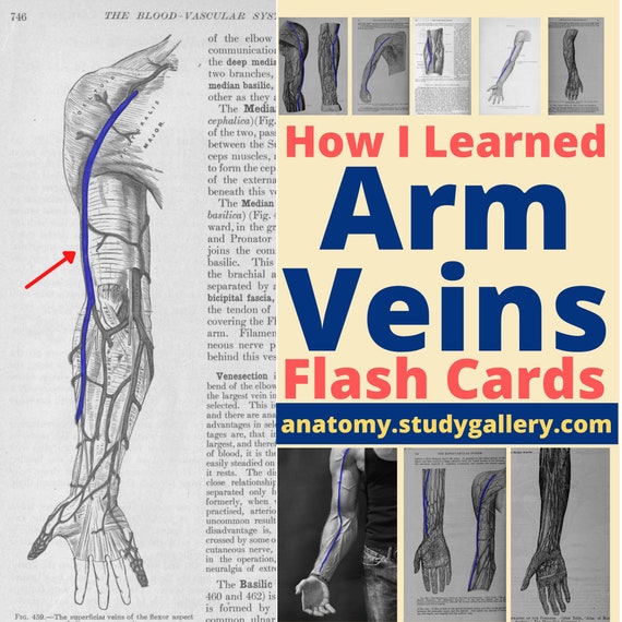 Arm Veins Flashcards Phlebotomy Notes Vein Flashcards Etsy