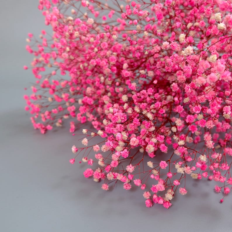 Preserved Babysbreath Dried Flowers Flower Dried Flower Etsy