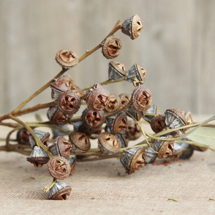 Eucalyptus Fruit / Natural Dried Flower Bouquet / Flower Etsy