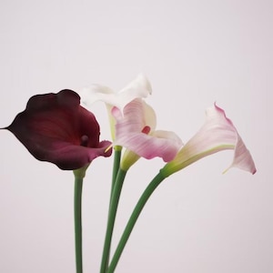 Peut inclure: Un bouquet de trois fleurs de lys calla avec des tiges vertes lisses. Une fleur est d'un violet foncé profond, tandis que les deux autres présentent un dégradé de blanc et de rose tendre, avec des pétales en forme de trompette et un spadice.