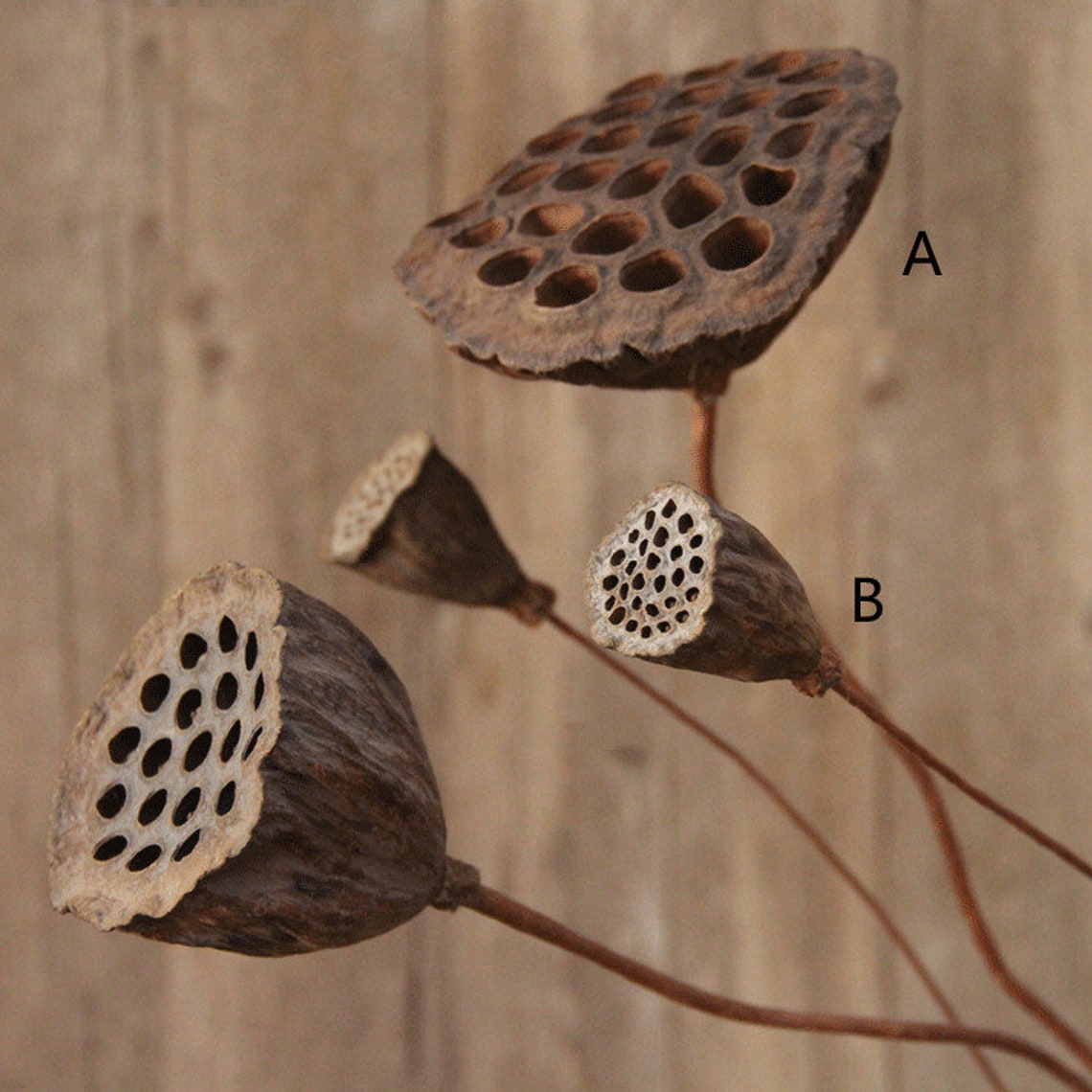 Dried seedpod of the lotus flower bouquetdried Etsy