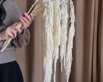 May include: A bunch of dried white amaranth flowers with long, feathery stems. The flowers are a pale cream color and have a delicate, airy texture.