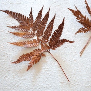 May include: Two dried brown fern branches on a white textured background.
