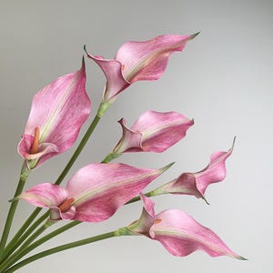 Puede incluir: Un ramo de seis calas con espatas en forma de trompeta en tonos rosa suave y blanco con matices verdes. Cada flor tiene un espádice naranja prominente y está sostenida por un tallo verde largo, liso y delgado.