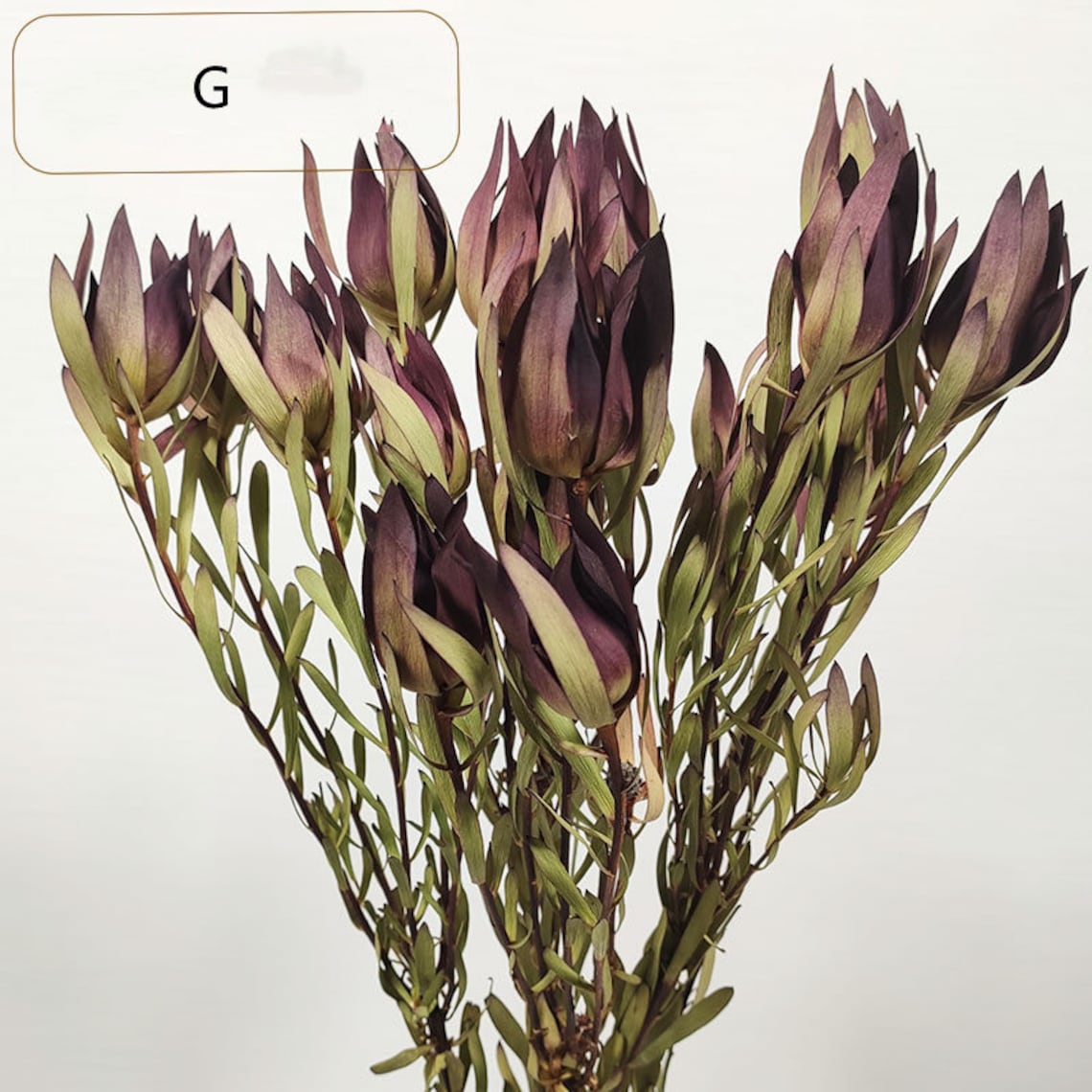 Dried flowers dried Lily flower Lily flower dried Lily Etsy