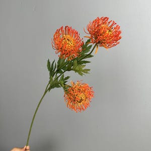 May include: A single stem featuring three vibrant orange and yellow pincushion protea flowers. The blooms have long, thin, needle-like petals radiating from a central core, accompanied by serrated green leaves on a slender, straight green stalk.