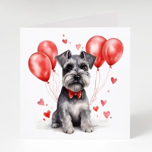 May include: A gray miniature schnauzer dog wearing a red bow tie sits in front of a white background. The dog is surrounded by red balloons and red hearts.