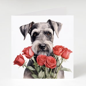 May include: A gray and white miniature schnauzer dog with a bouquet of red roses.