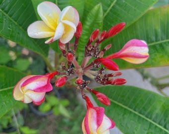 BUY 3 GET 1 FREE - 1 Cutting 12 inch Plumeria Fragrant unrooted cutting