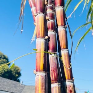 May include: Close-up of sugarcane stalks with a vibrant mix of colors. The stalks display a gradient of purple, yellow, and red hues, with a clear blue sky in the background. The image highlights the natural beauty and texture of the sugarcane.