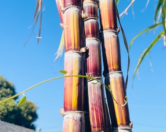 Rare Jamaican Variegated Sugarcane Striped Sugar Cane 1 Cutting With 2 Nodes - BUY3GET1FREE
