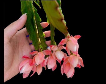 BUY 2 GET 1 FREE 100% Guarantee German Empress Epiphyllum Unrooted Cutting 7-10”