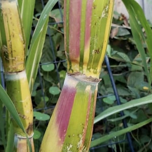 May include: Close-up of sugarcane stalks with vibrant colors. The stalks display vertical stripes of green, yellow, and pink. The image showcases the natural beauty and unique patterns of the sugarcane.